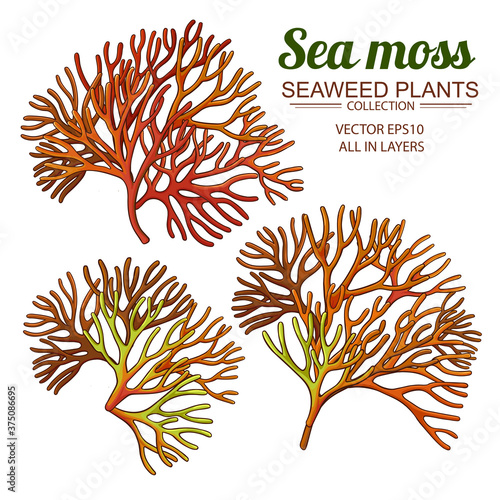 sea moss set