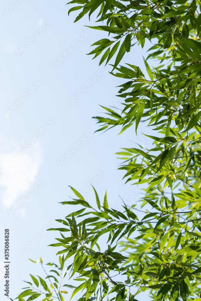 Green foliage of a tree against a blue sky from the bottom up. Green foliage of a tree against a blue sky from the bottom up.