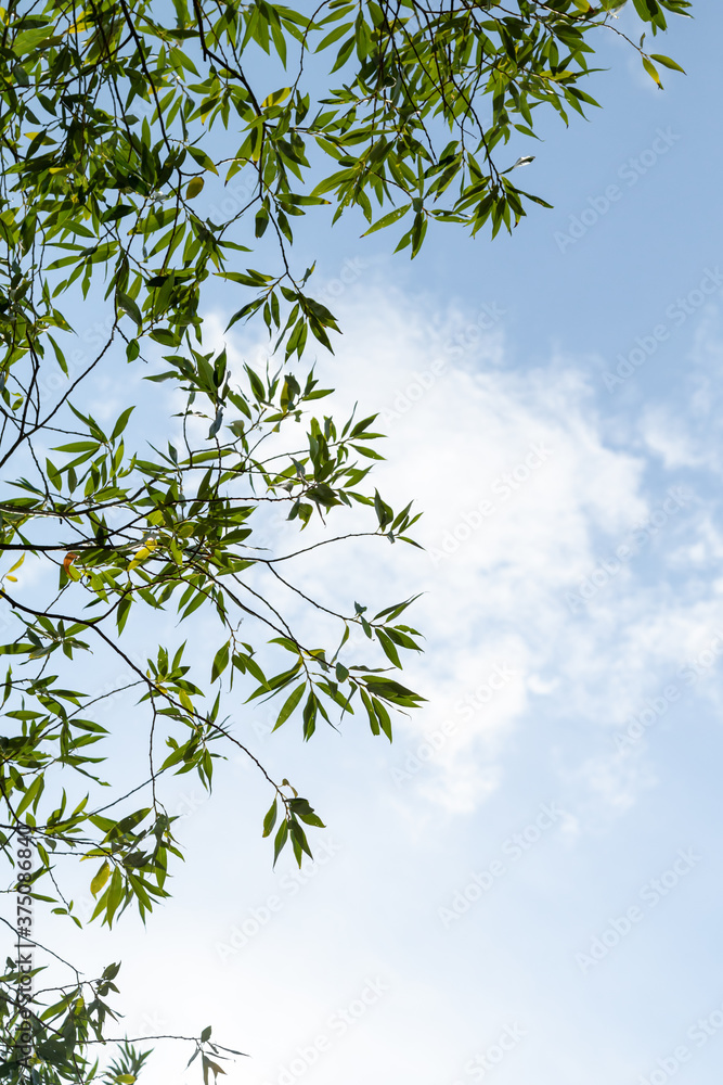 Green foliage of a tree against a blue sky from the bottom up. Green foliage of a tree against a blue sky from the bottom up.