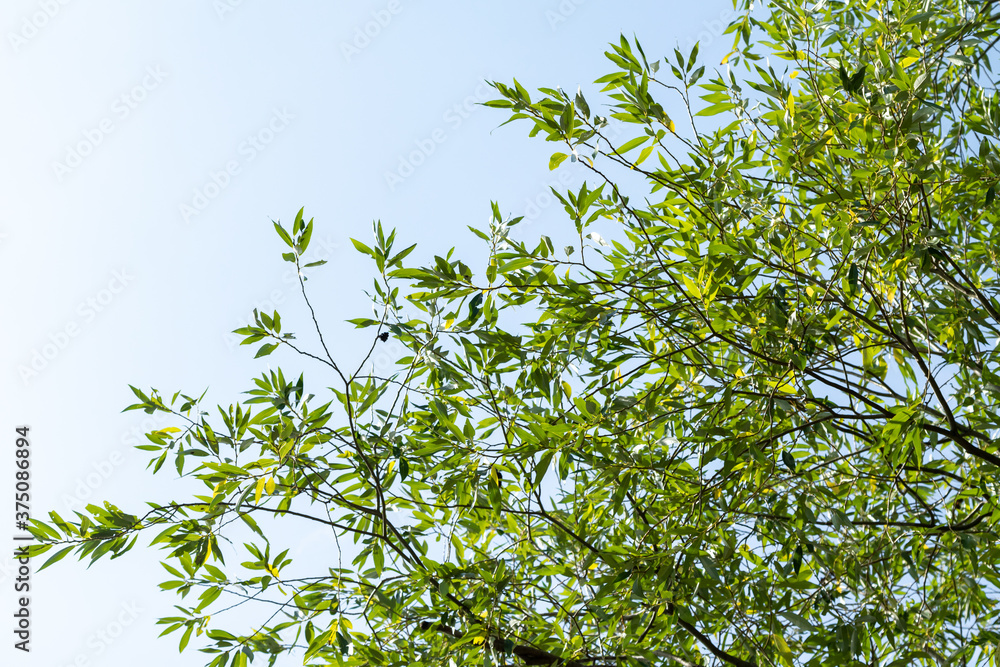 Green foliage of a tree against a blue sky from the bottom up.