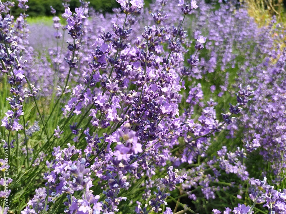 field of lavender field of lavender