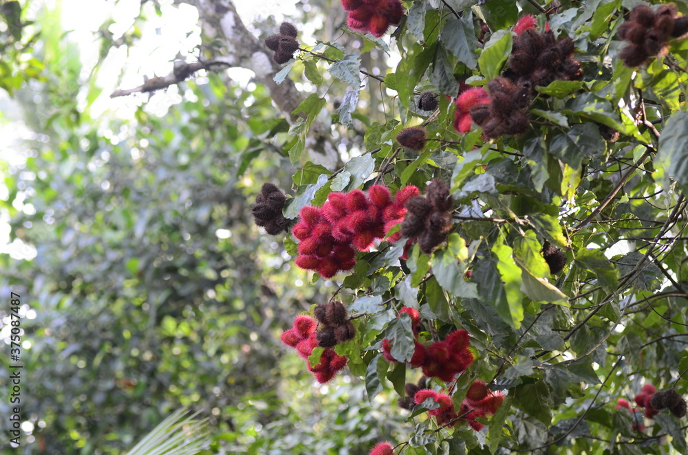 red berries on a bush red berries on a bush