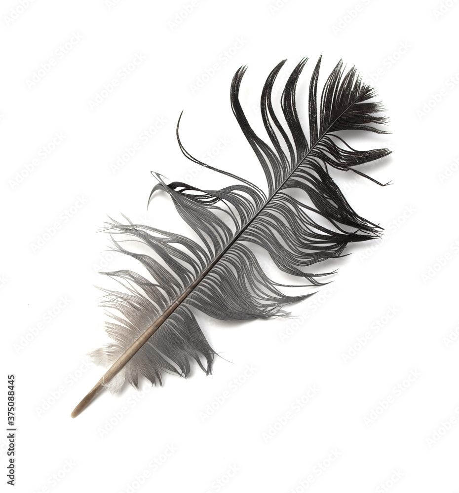 Brown feather of a bird dove on a white background. Brown feather of a bird dove on a white background.
