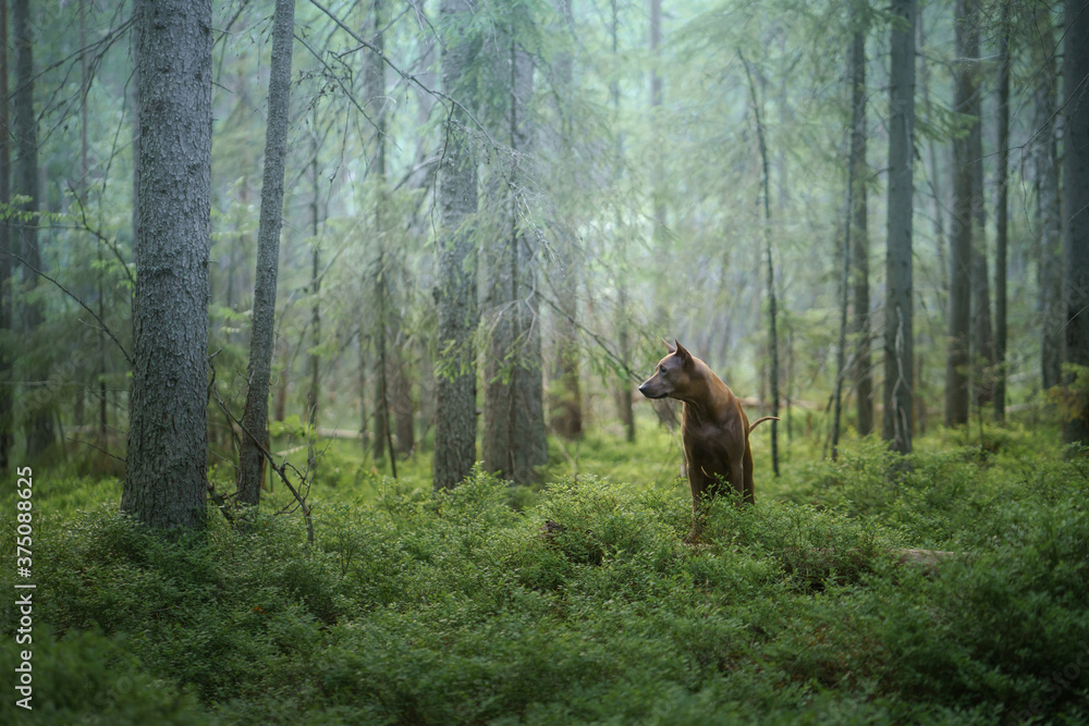 dog in the forest. Red-haired Thai Ridgeback in nature. dog in the forest. Red-haired Thai Ridgeback in nature.