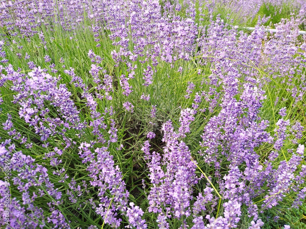 Obraz premium field of lavender