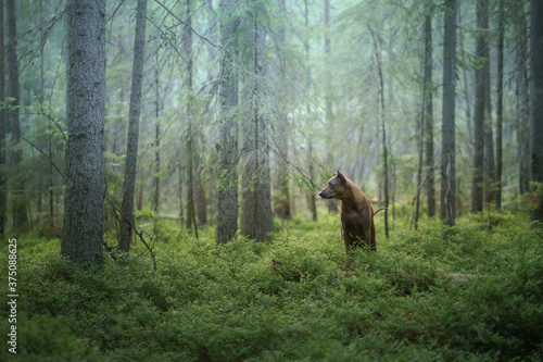 dog in the forest. Red-haired Thai Ridgeback in nature.