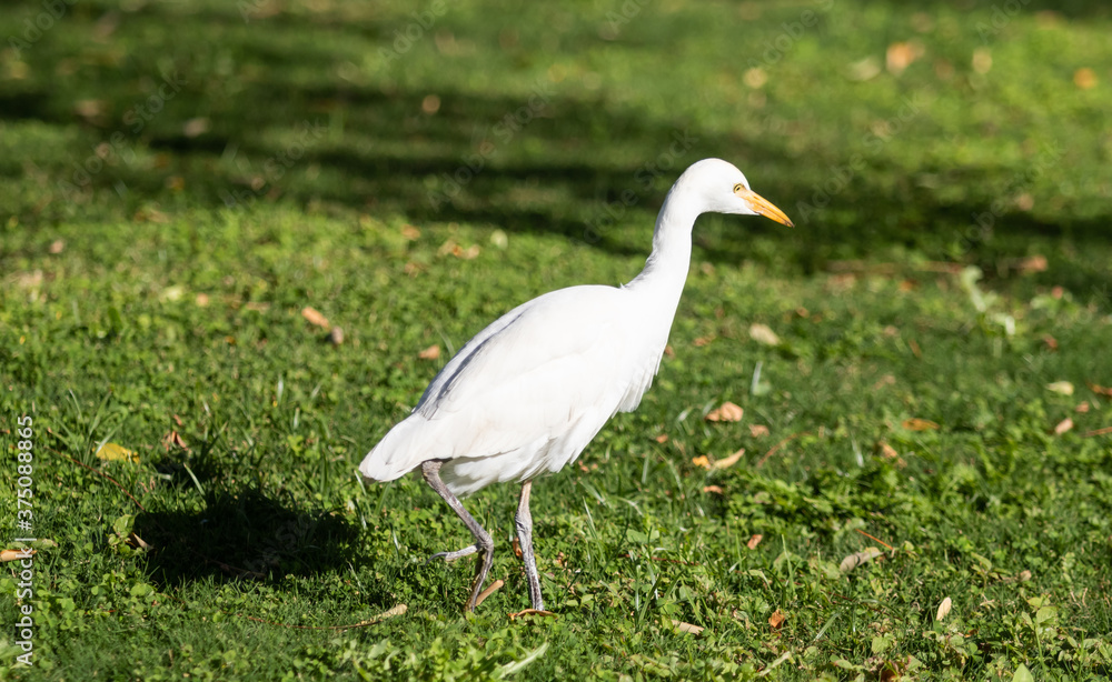 White egyptian heron on a background of green grass. White egyptian heron on a background of green grass.
