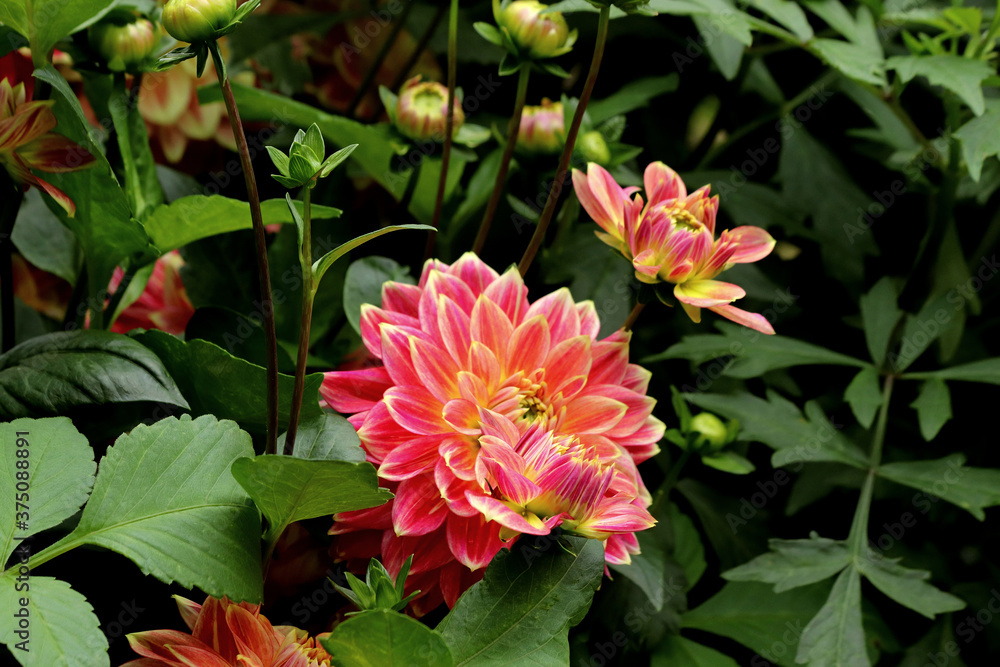 pink and yellow flowers pink and yellow flowers