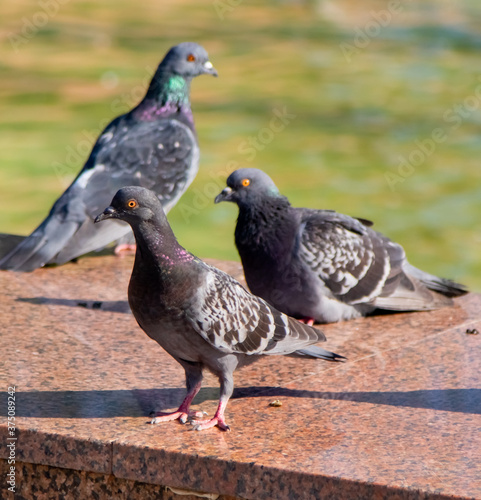 A flock of pigeons in the city  summer day.