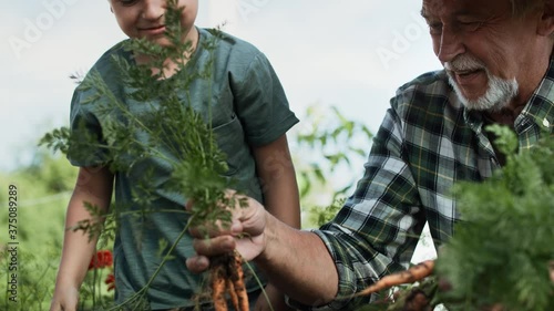 Tracking video of boy picking carrots from a vegetable patch. Shot with RED helium camera in 8K.