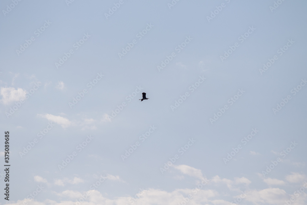 Bird in flight against the blue sky.