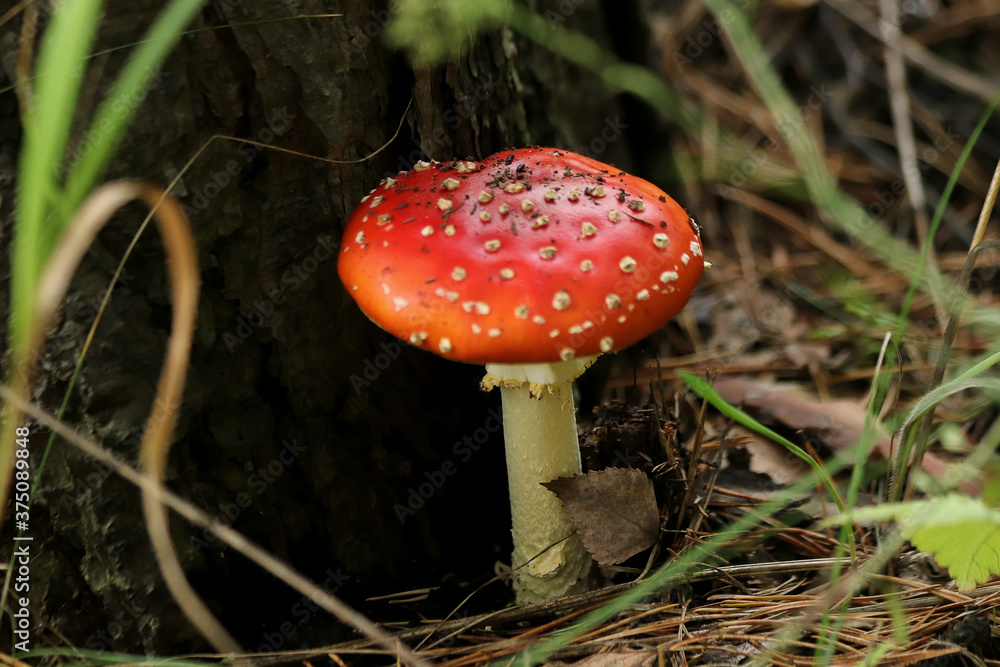 fly agaric mushroom