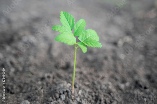 green sprout growing on fresh black soil