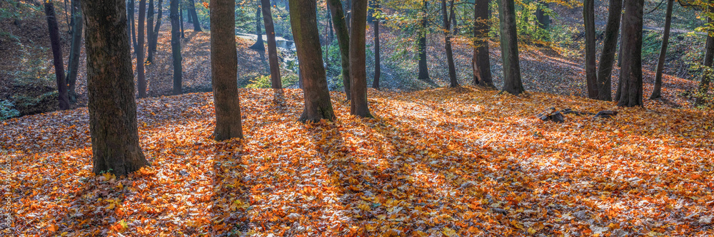 yellow leaves in autumn park sunny day yellow leaves in autumn park sunny day