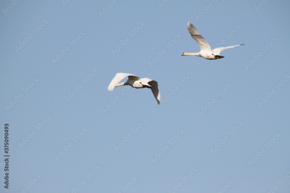 A view of Mute Swans in flight