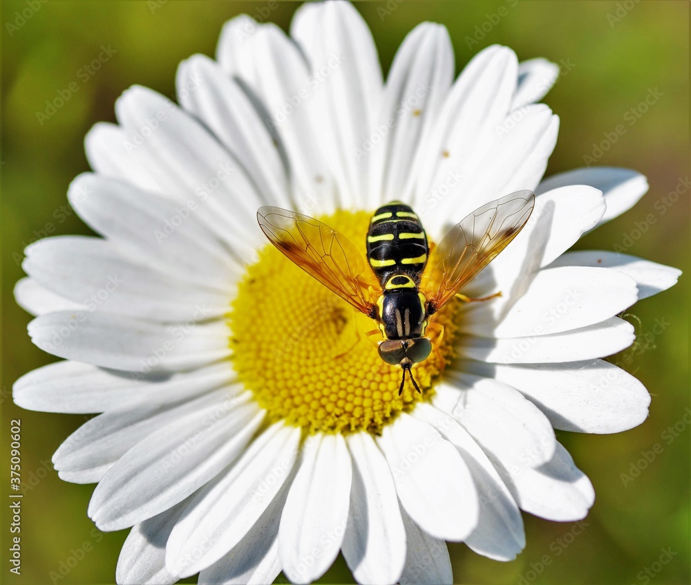 A wasp sits on a white daisy flower, closeup. A wasp sits on a white daisy flower, closeup.