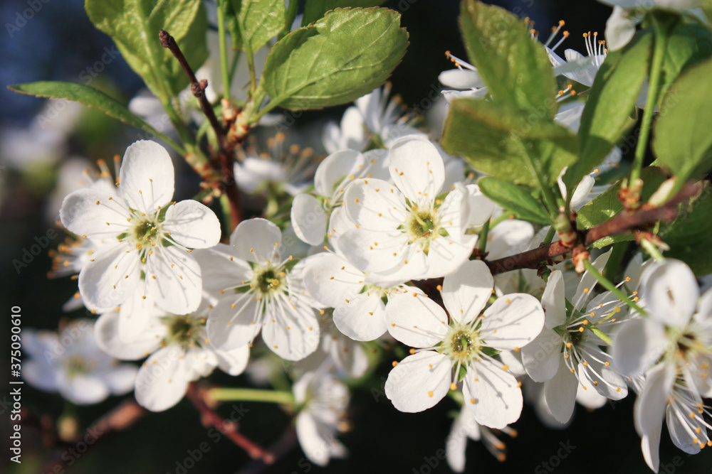 Cherry blossom. Cherry blossom.