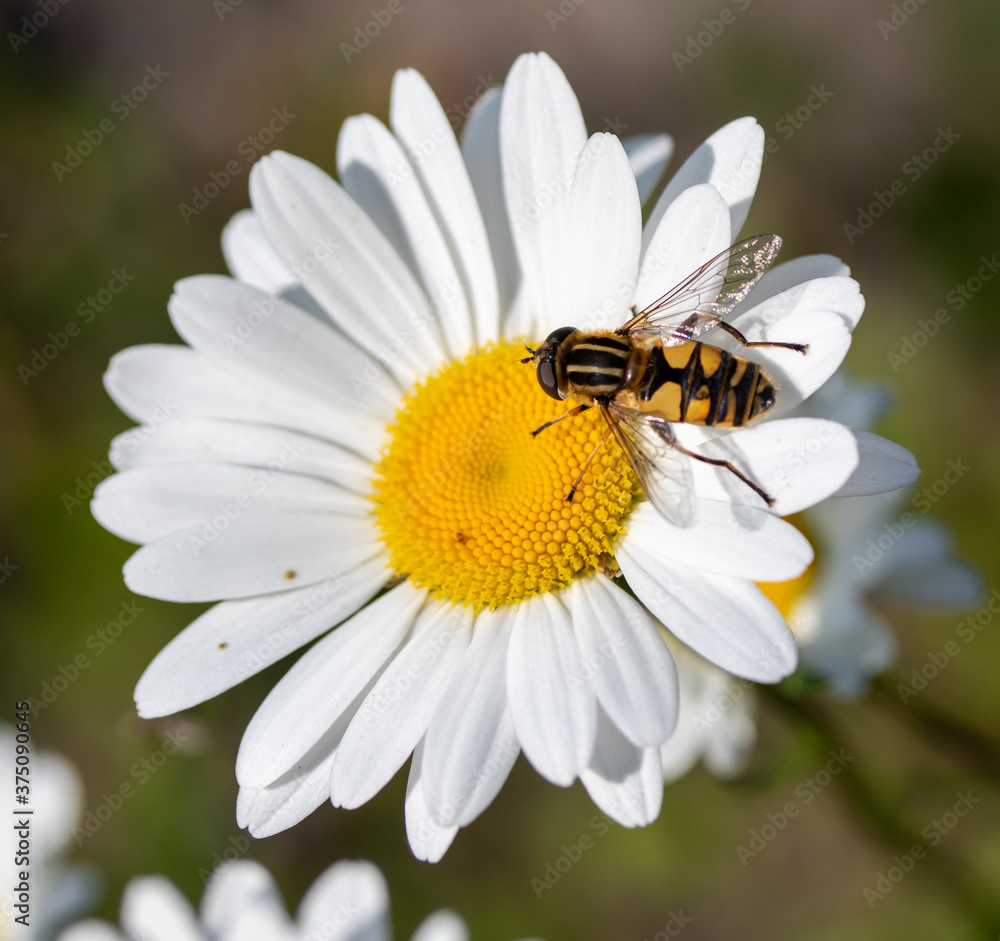 A wasp sits on a white daisy flower, closeup. A wasp sits on a white daisy flower, closeup.