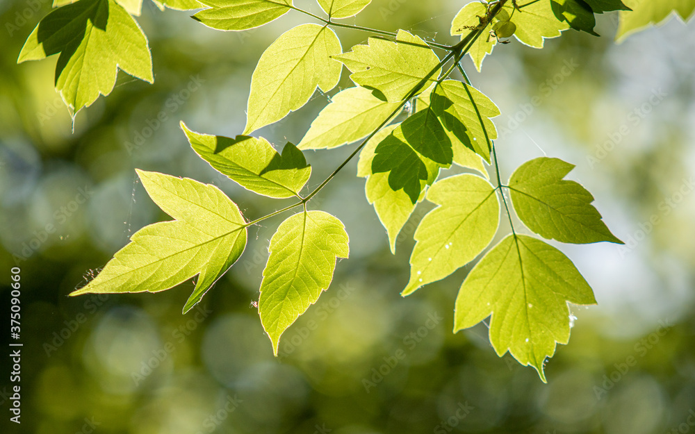 Green leaves in defocused sunlight, nature background. Green leaves in defocused sunlight, nature background.