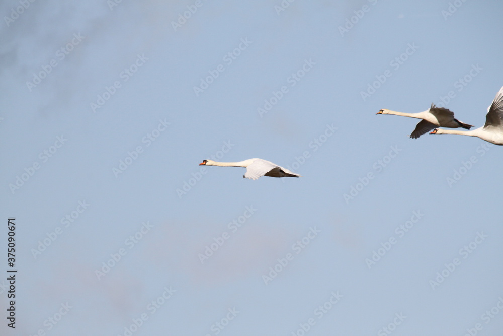 A view of Mute Swans in flight
