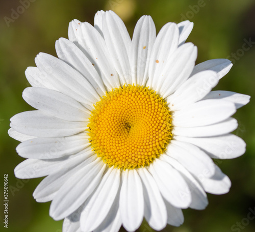 White camomile flower  nature background.