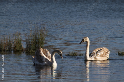 A view of a Mute Swan on the water