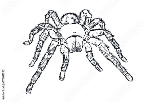 tarantula tropic spider front view