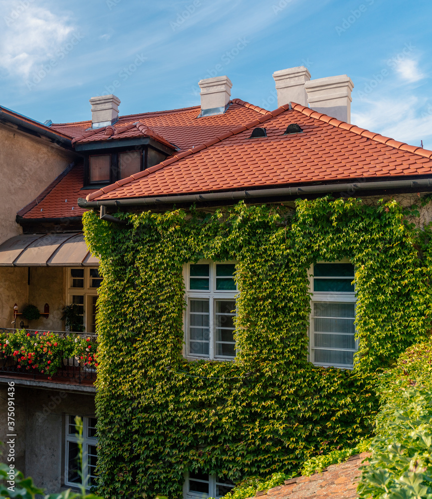The wall is overgrown with green grapes . European lifestyle and architecture concept. Traditional Europe The wall is overgrown with green grapes . European lifestyle and architecture concept. Traditional Europe