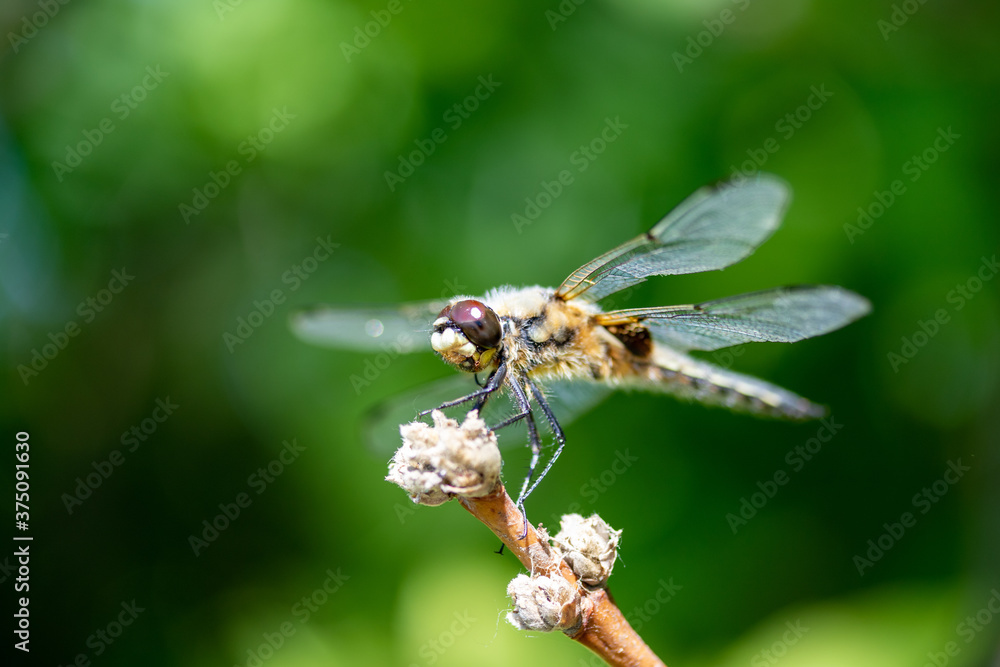 Closeup of a dragonfly sitting on a branch. Closeup of a dragonfly sitting on a branch.