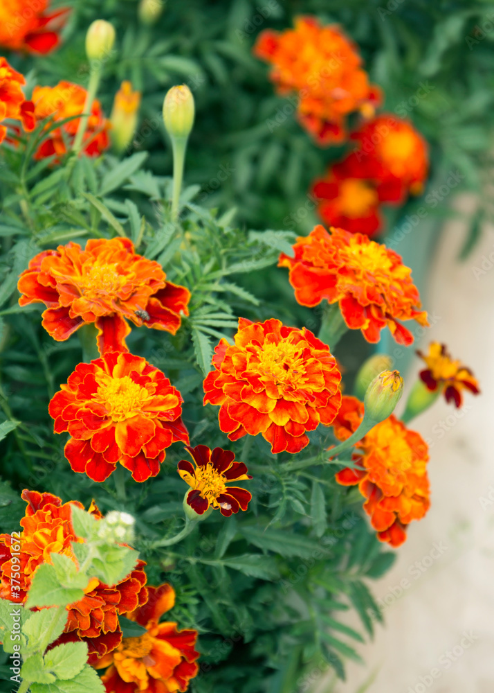 Fototapeta premium Marigold flowers also known as tagetes close – up view