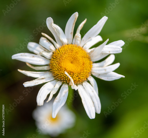 Flowers  white daisies close-up  nature.