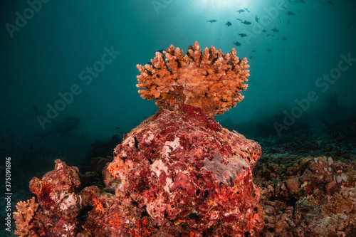 Colorful coral reef scene with schooling fish swimming around coral reef