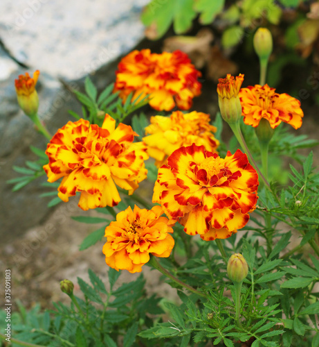 Marigold flowers also known as tagetes close     up view
