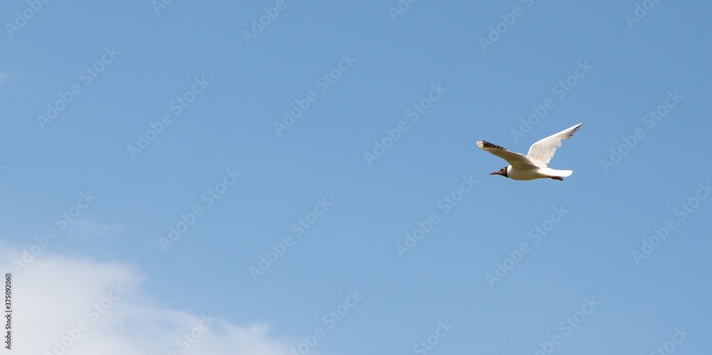 Seagull bird in flight against a blue sky with clouds. Seagull bird in flight against a blue sky with clouds.