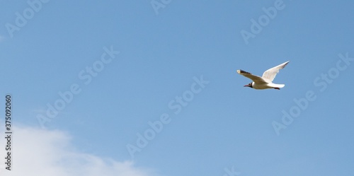 Seagull bird in flight against a blue sky with clouds.
