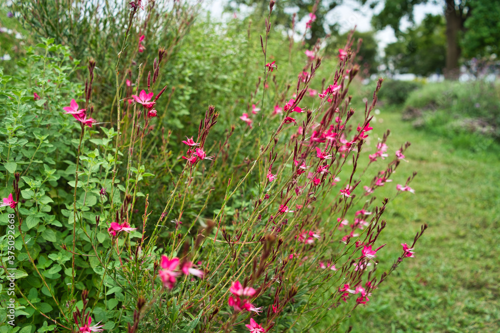 flower garden