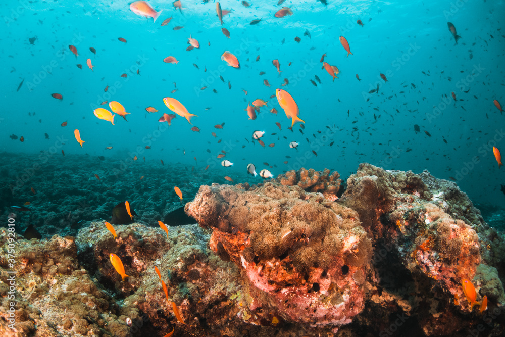 Fototapeta premium Colorful coral reef scene with schooling fish swimming around coral reef
