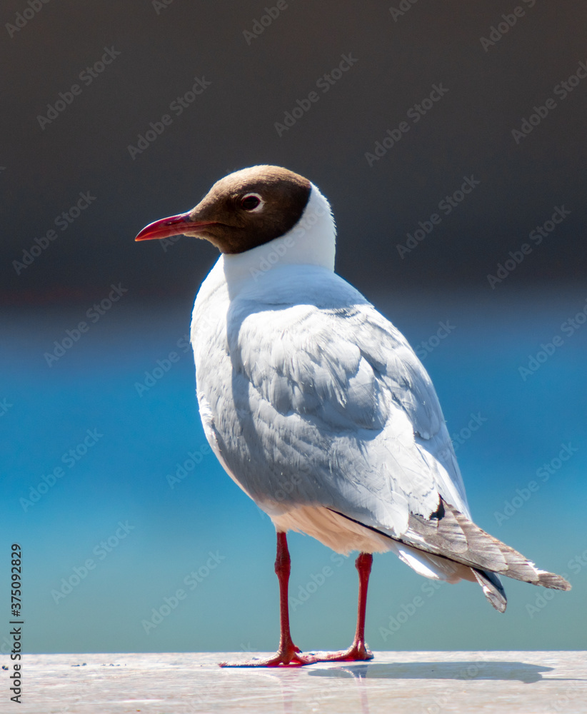 Laughing Gull, close up, nature park. Laughing Gull, close up, nature park.