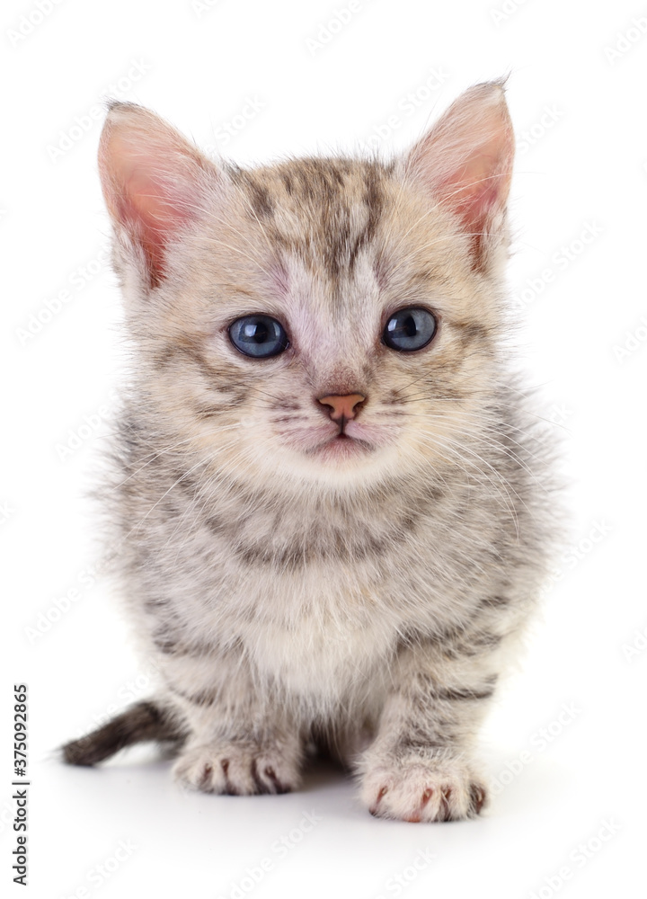 Kitten on white background.