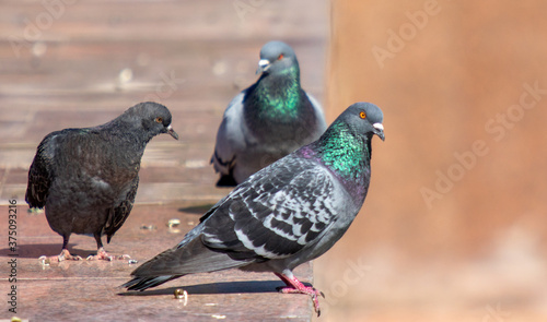 Bird, pigeon, closeup, street summer nature.