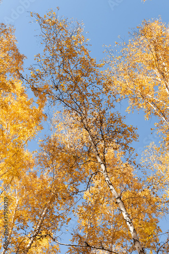 Autumn birch yellow forest. Golden autumn