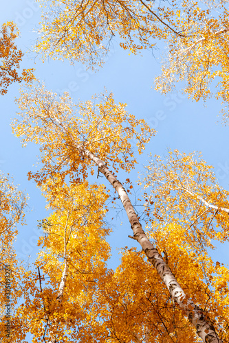 Yellow foliage of the top of the birch against the blue sky.