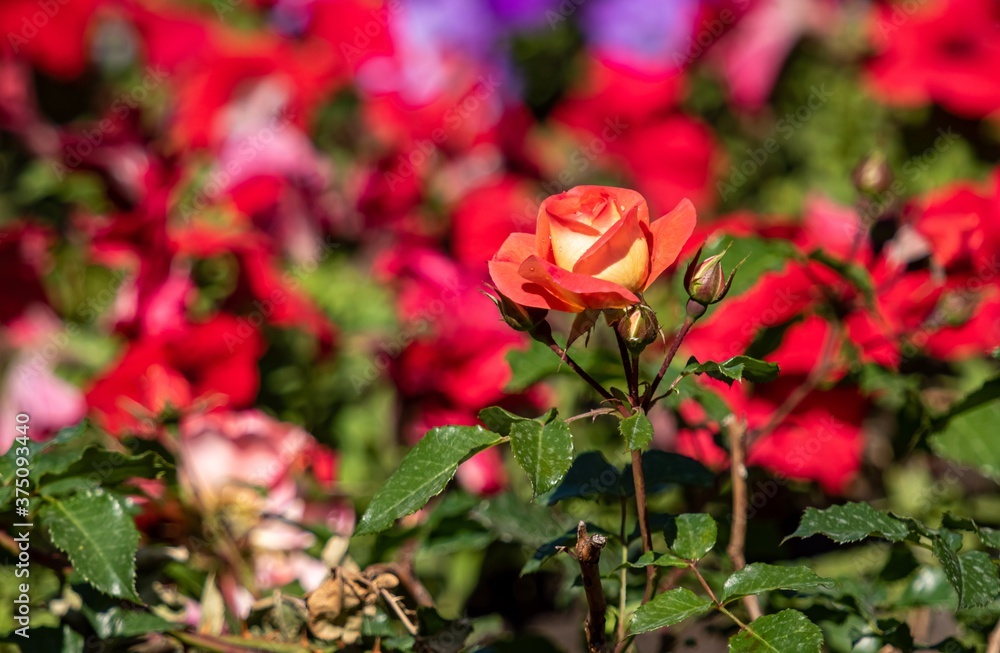 Bright rose flower, blurred nature background. Bright rose flower, blurred nature background.