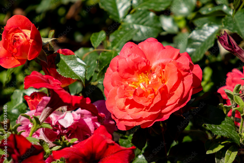 Bright rose flower, blurred nature background. Bright rose flower, blurred nature background.