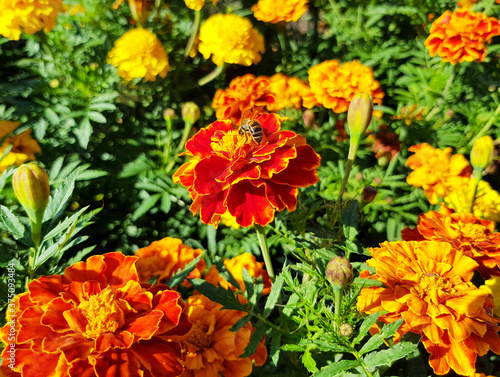 A bee sits on a marigold flower. Red and orange flower, botanical photographs.