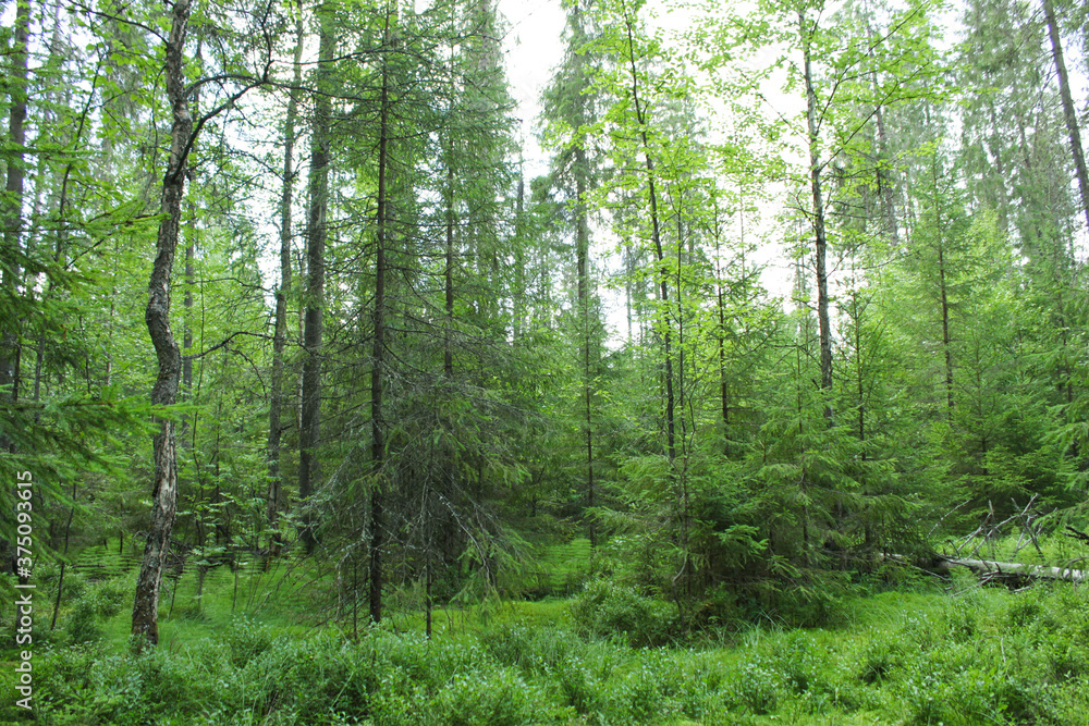 Fototapeta premium green forest in the morning
