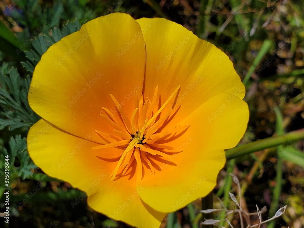 California Poppy California Poppy