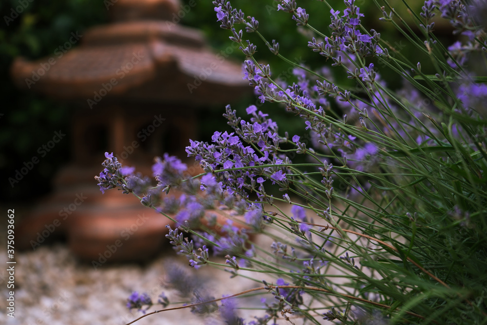Obraz premium fragrant purple lavender growing in the park