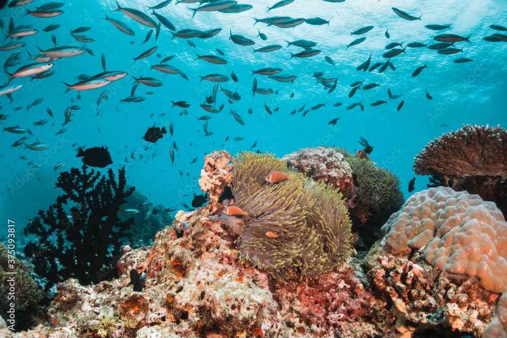 Obraz premium Underwater tropical reef scene, schools of small fish swimming together in blue water among colorful coral reef in The Maldives, Indian Ocean