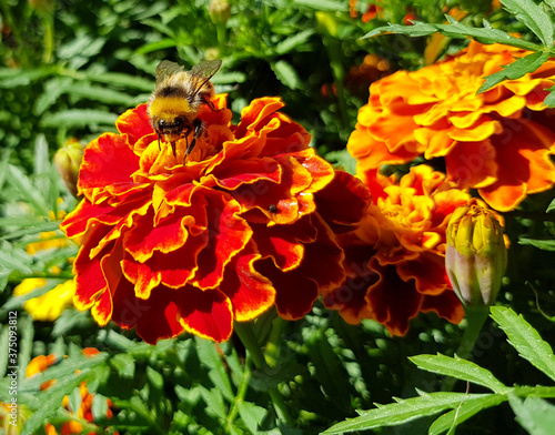 A bee sits on a marigold flower. Red and orange flower, botanical photographs.